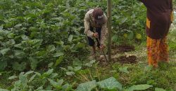 Jual Tanah 200 tumbak Jual Tanah 200 tumbak